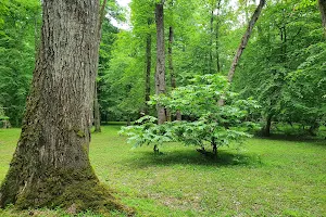 Kashpel Forest Park image
