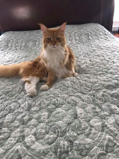 Pet Store «12th & Spring Pet Shop», reviews and photos, 1000 N 12th St, Reading, PA 19604, USA