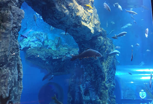 아쿠아리움 단양 Danuri Aquarium