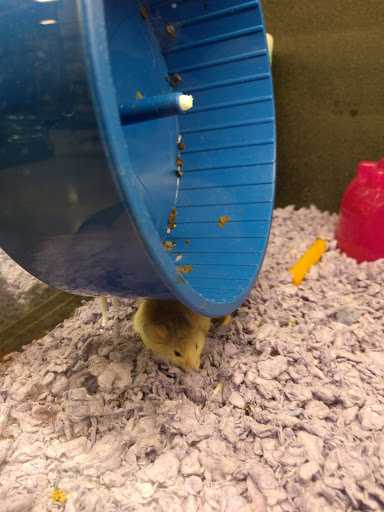Pet Supply Store «PetSmart», reviews and photos, 7663 Arundel Mills Blvd, Hanover, MD 21076, USA