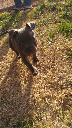 Park «Desert Breeze Park», reviews and photos, 8275 Spring Mountain Rd, Las Vegas, NV 89147, USA