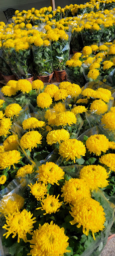 Asian Grocery Store «New Truong Nguyen Market», reviews and photos, 3555 East Walnut Street #221, Garland, TX 75042, USA