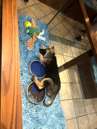 Pet Store «Pet Kingdom», reviews and photos, 4650 S Cleveland Ave, Fort Myers, FL 33907, USA