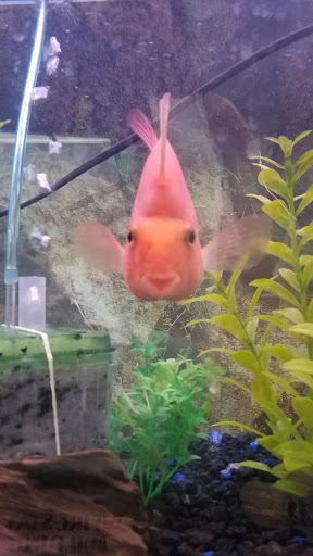 Pet Supply Store «Petland Discounts - Austin Street», reviews and photos, 70-44 Austin St, Queens, NY 11375, USA