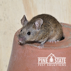 Pine State Pest Solutions