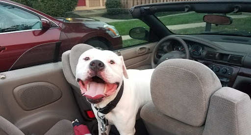 Pet Store «Animal House», reviews and photos, 7869 Hamilton Ave, Cincinnati, OH 45231, USA