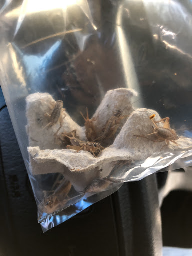 Pet Supply Store «Pet Supplies Plus», reviews and photos, 7467 St Andrews Rd, Irmo, SC 29063, USA