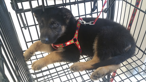 Pet Supply Store «Petco Animal Supplies», reviews and photos, 9480 W Northern Ave, Glendale, AZ 85305, USA