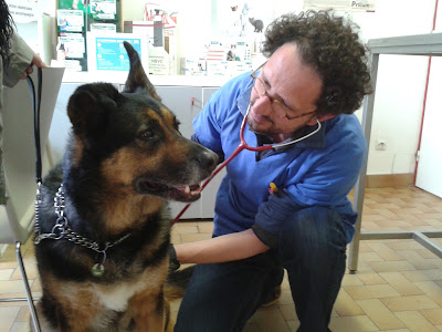 CLINIQUE VETERINAIRE ADVETAM à La Flèche
