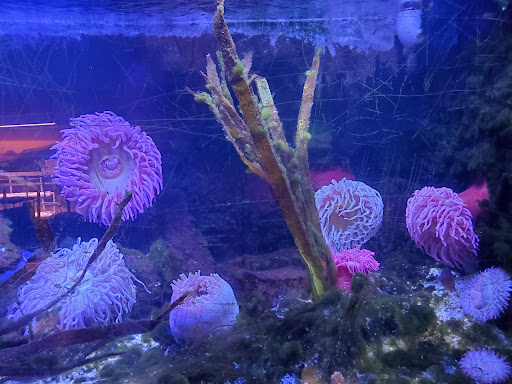 Aquarium «SeaQuest Interactive Aquarium», reviews and photos, 1201 N Hill Field Rd #1072, Layton, UT 84041, USA