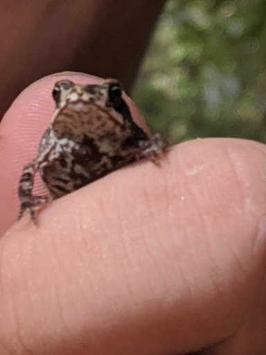 Park «Telge Park», reviews and photos, 12400 Pleasant Grove Rd, Cypress, TX 77429, USA