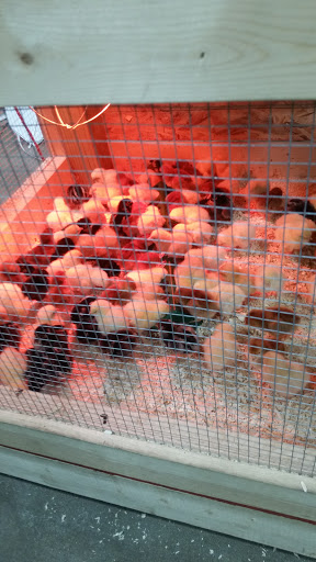 Sporting Goods Store «Big R of Homer Glen», reviews and photos, 15830 S Bell Rd, Homer Glen, IL 60491, USA