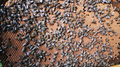 APIBOUGNAT à Celles-sur-Durolle