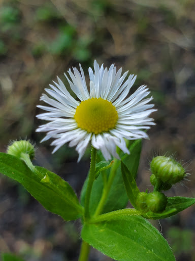 Farm «B & B Flower Farm», reviews and photos, 668 Jones Hill Rd, West Haven, CT 06516, USA