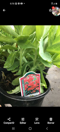 Calderon's landscaping - Photo 8 - Car repair in , Joliet