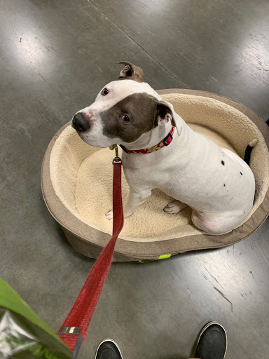 Pet Supply Store «PetSmart», reviews and photos, 13000 Aurora Ave N, Seattle, WA 98133, USA