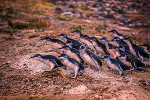 Oamaru Blue Penguin Colony image
