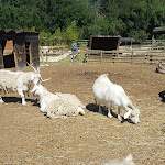 Photo n° 2 de l'avis de Rajaa.i fait le 08/06/2019 à 18:00 pour A La P'tite Ferme à Combaillaux