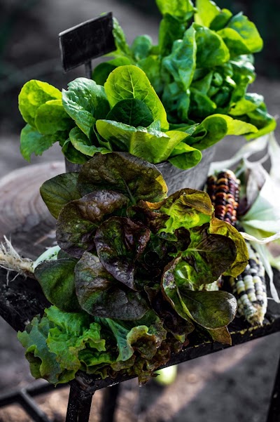 Photos of sadeer farms