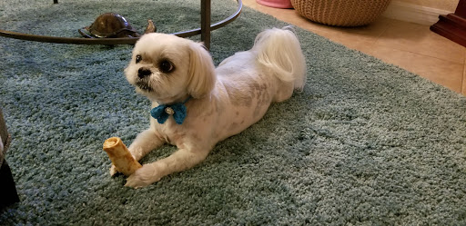 Pet Groomer «Woof Gang Bakery & Grooming, The Villages», reviews and photos, 3682 Meggison Rd, The Villages, FL 32163, USA