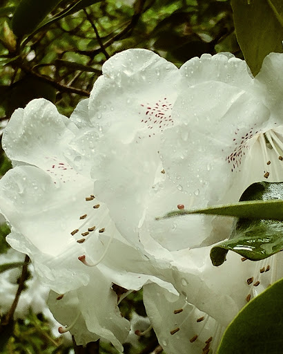 Park «Marquam Nature Park», reviews and photos, SW Marquam St, Portland, OR 97201, USA