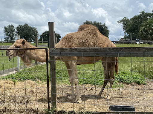 Zoo «Petting zoo Ocala», reviews and photos, 11150 FL-40, Ocala, FL 34482, USA