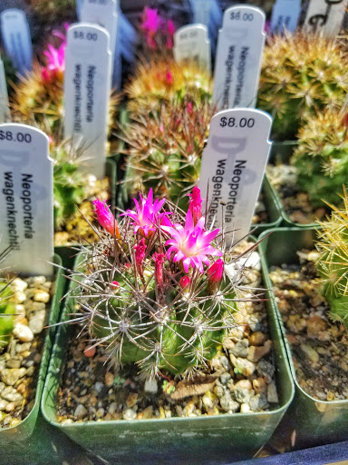 Gift Shop «Desert Creations Nursery and Gift Shop», reviews and photos, 18161 Parthenia St, Los Angeles, CA 91325, USA