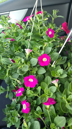 Comentarii opinii despre Gospodarstwo Ogrodnicze Janiak Marek