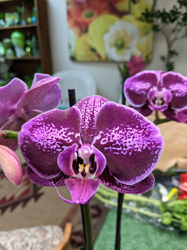 Florist «Given-Erwin Florist», reviews and photos, 328 Cambridge St, Burlington, MA 01803, USA