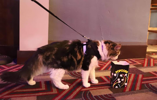 Movie Theater «Allen Theater & Coffee House», reviews and photos, 36 E Main St, Annville, PA 17003, USA