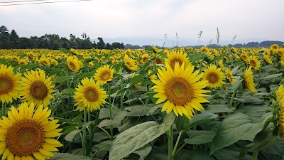 楽あん（おはぎ）