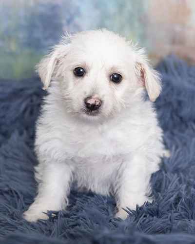 Pet Store «Pet Express», reviews and photos, 100 Independence Way, Danvers, MA 01923, USA