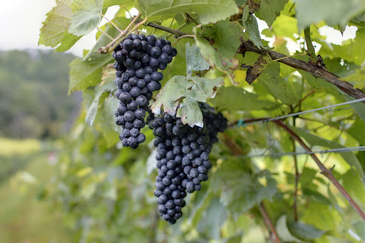 Winery «Loving Cup Vineyard & Winery», reviews and photos, 3340 Sutherland Rd, North Garden, VA 22959, USA