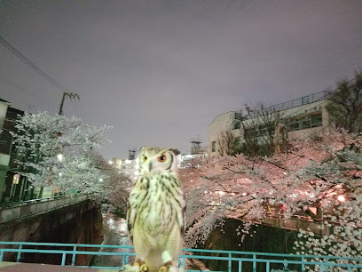あうるぱーく フクロウカフェ池袋 Owl cafe Tokyo Owlpark