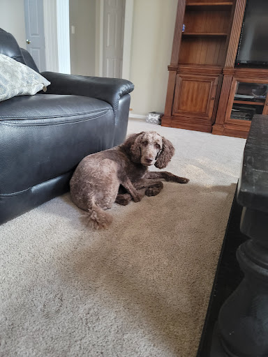 Pet Supply Store «PetSmart», reviews and photos, 350 Fifth St, Oswego, IL 60543, USA