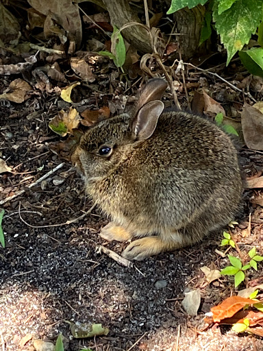 General Store «The Red Store», reviews and photos, 500 Cape Ave, Cape May Point, NJ 08212, USA