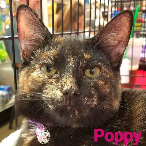 Pet Supply Store «Pet Food Express», reviews and photos, 5829 Lone Tree Way, Antioch, CA 94531, USA