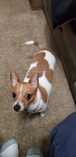 Langford David M DVM image