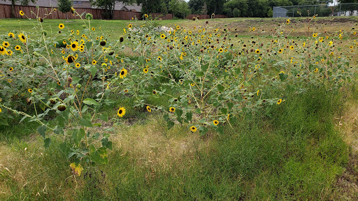 Park «Gabe Nesbitt Community Park», reviews and photos, 7001 Eldorado Pkwy, McKinney, TX 75070, USA