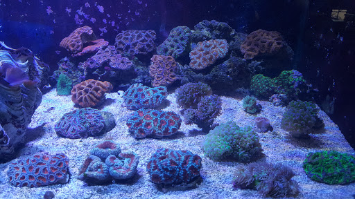 Tropical Fish Store «Fishland», reviews and photos, 13155 Westheimer Rd #114, Houston, TX 77077, USA