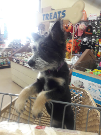 Pet Supply Store «Petco Animal Supplies», reviews and photos, 2095 N Harris Blvd, Layton, UT 84041, USA