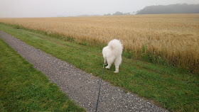 Odden-Mygdal Hundepension