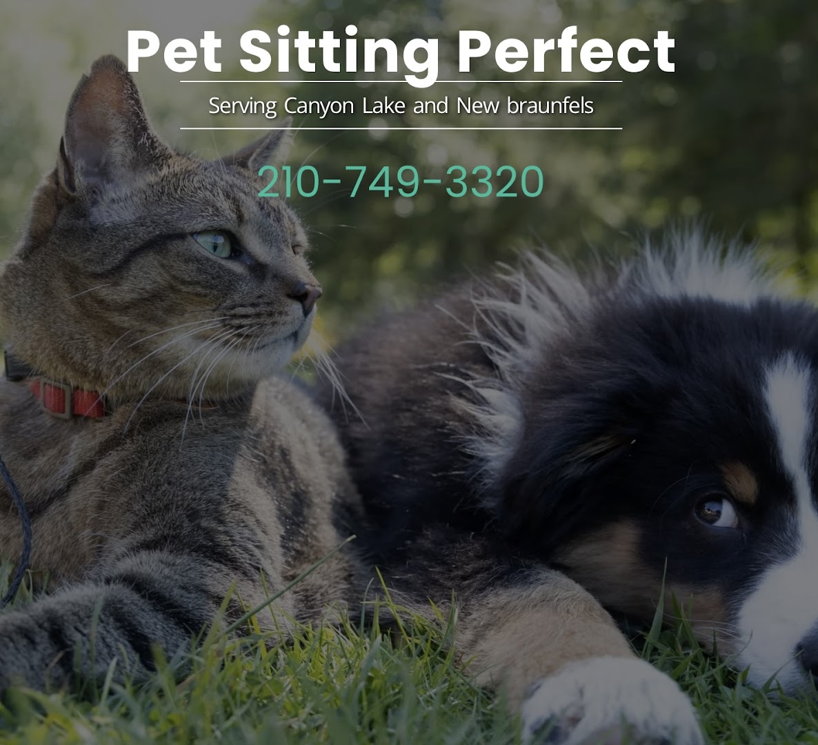 Pet Sitting Perfect