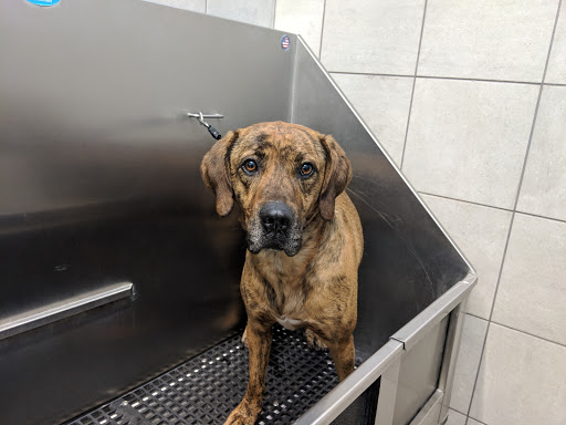 Pet Supply Store «Pet Supplies Plus», reviews and photos, 5418 N Blackstone Ave, Fresno, CA 93710, USA