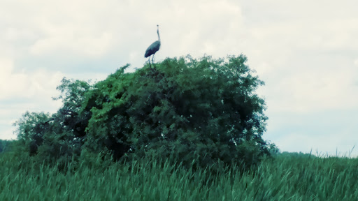 National Reserve «Montezuma National Wildlife Refuge», reviews and photos, 3395 US-20, Seneca Falls, NY 13148, USA