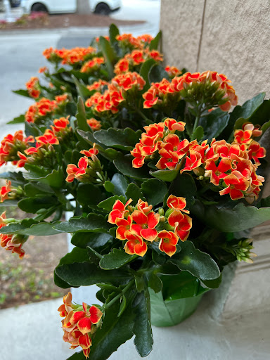 Grocery Store «The Fresh Market», reviews and photos, 5000 Dr Phillips Blvd, Orlando, FL 32819, USA