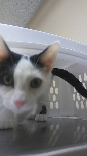 Pet Supply Store «PetSmart», reviews and photos, 1705 Mall of Georgia Blvd, Buford, GA 30519, USA