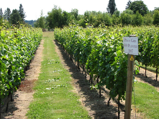 Winery «Redgate Vineyard», reviews and photos, 8175 Buena Vista Rd, Independence, OR 97351, USA