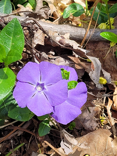 Nature Preserve «Flat Rock Brook Nature Center», reviews and photos, 443 Van Nostrand Ave, Englewood, NJ 07631, USA