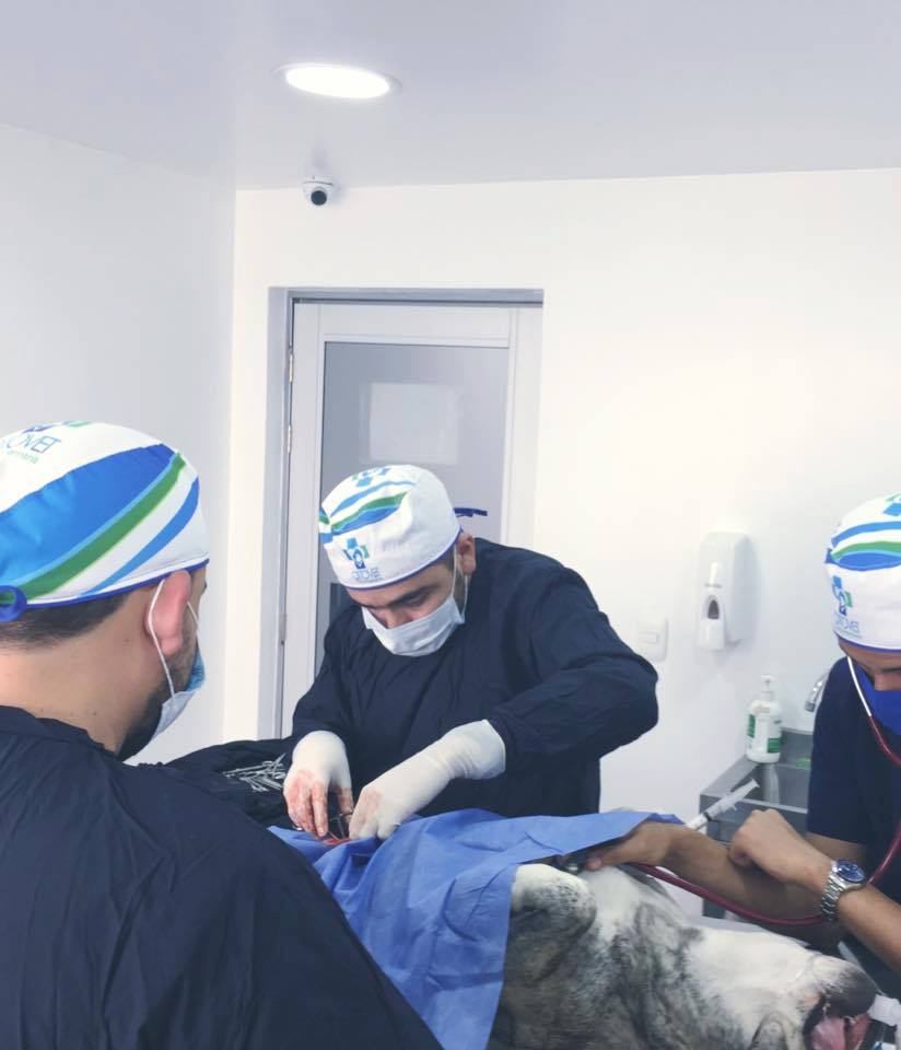 CLINICA VETERINARIA OTTOVET SEDE MANDALAY